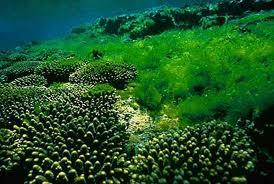 藻类植物(algae)