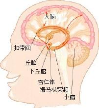 杏仁核-百科