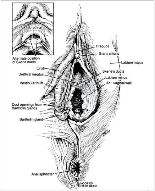 经产妇的大阴唇由于分娩影响而向两侧分开