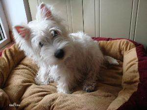 西高地哪里买卖比较好的 西高地梗犬价格