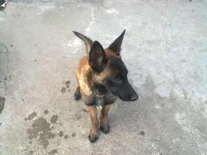 马犬