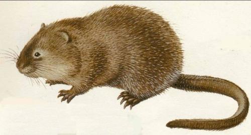  麝香鼠 +-+搜搜百科