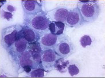 nscs生物细胞修复再生体系