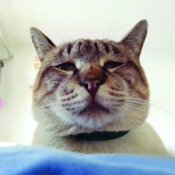 并没有说明这张照片是否真是猫猫的自拍,不过对于网友的热情他表示