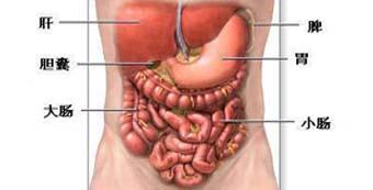 小肠(small intestine,一般根据形态和结构变化分为三段,分别为