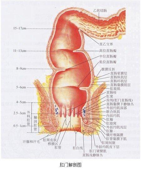 肛门是肛肠的末端,也是人体的一种器官,它位于臀部之间.