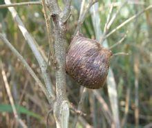 桑螵蛸+-+搜搜百科