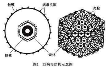 单细胞<em>增多</em>是什么<em>原因</em>_单细胞是什么意思_白