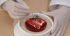 全部版本 历史版本  简介   干细胞人造肉是通过动物细胞与组织培养的