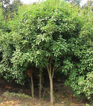 全部版本 历史版本     【简介】四季桂是桂花的一个优良品种,四季