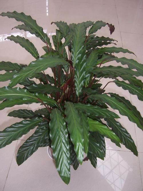 紫背竹芋(学名:Stromanthe sanguinea Sond)竹芋科,花 ...