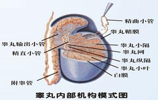 睾丸异常