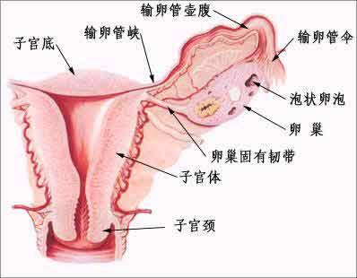 输卵管末端粘连