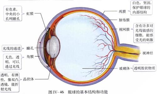 1.对眼球表面异物,可先冲洗结膜囊.