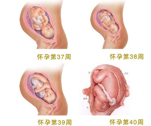 子宫收缩乏力-+搜狗百科