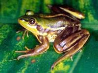 不合理蛙+-+搜搜百科