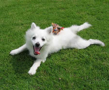 小型德国狐狸犬+-+搜搜百科