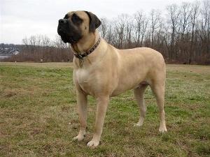 斗牛马士提夫犬是一种匀称的动物,显示出极大的力量,耐性和机敏.