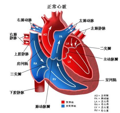 全部版本 历史版本    三尖瓣闭锁是一种紫绀型先天性心脏病,发病率约