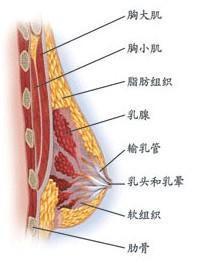 乳房纤维瘤