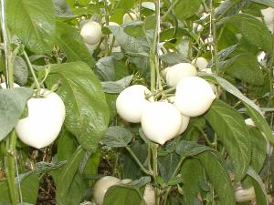 猪八戒吃人参果全不知滋味