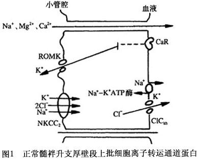 低钾血症+-+搜狗百科