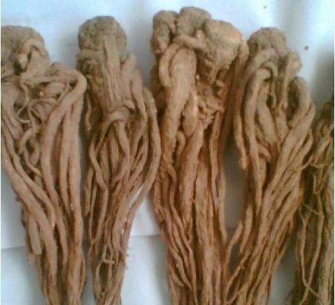 归的作用_当归粉的作用与功效_当归的功效与