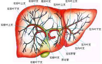 ④若肝外胆管严重受累,上皮完全损坏,全部结构发生纤维化胆管完全