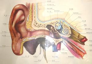 外耳道乳头状瘤-百科