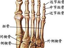 跖骨趾骨骨折