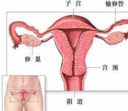 由于解剖学及生物化学特点