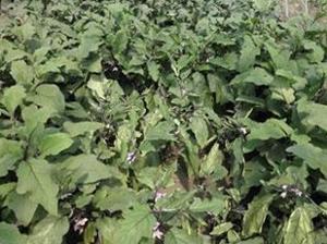 茄子青枯病又称细菌性枯萎病