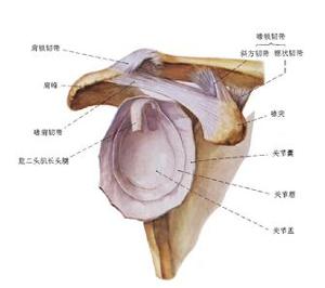 肩关节脱位