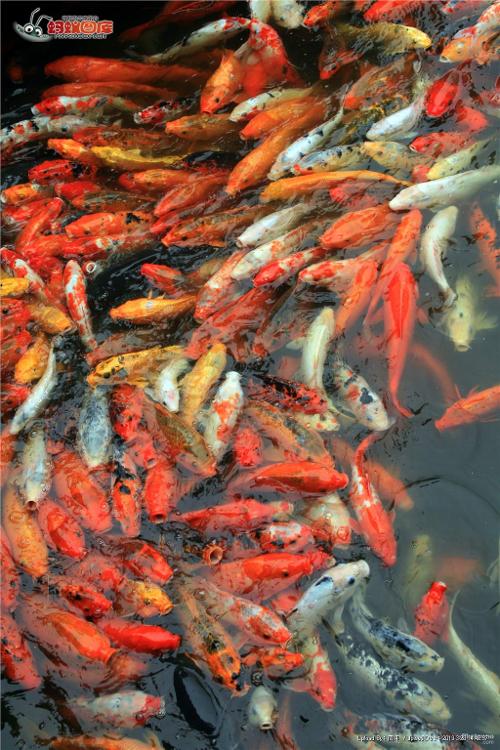 锦鲤