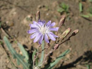 紫花苦菜茶