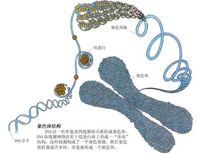 染色体结构青岛首次发现世界最新人类染色体异常核型-青青岛社区手机