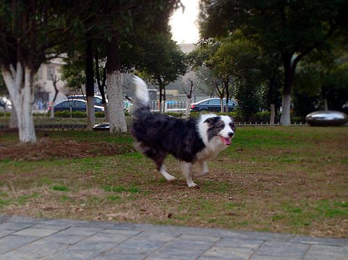 边境牧羊犬