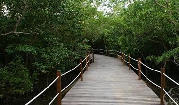 海南八门湾红树林湿地公园-+搜搜百科