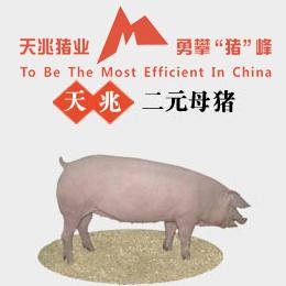 二元母猪