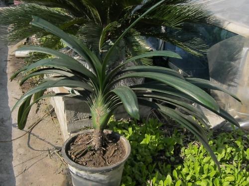 几乎都有黄技师的基因