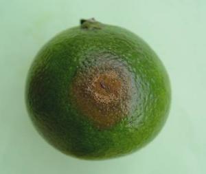 柑桔炭疽病+-+搜搜百科