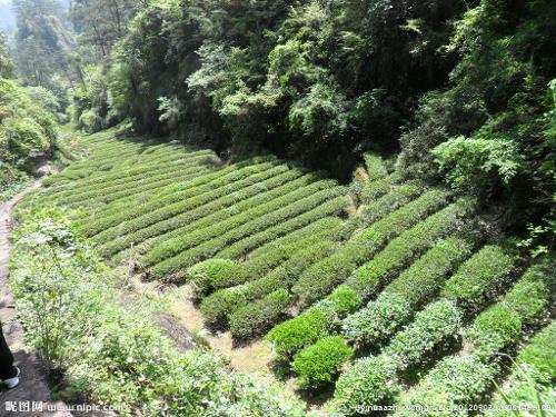 武夷岩茶产于闽北"美景甲东南"名山武夷山,茶树生长在岩缝之中.