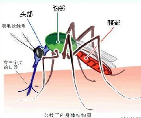 蚊子(吸食类昆虫)