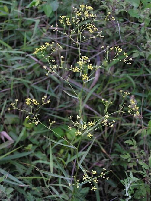 红柴胡+-+搜狗百科