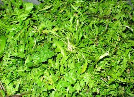 夏栽培的荠菜,由于生长期短