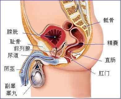 睾丸癌