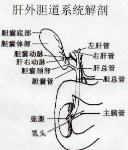 胆管梗阻