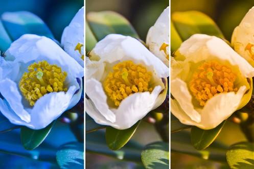 得白平衡调整变得