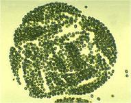 生物界纲蓝菌纲科微囊藻科拉丁学名microcystis门蓝菌门目色球藻目亚