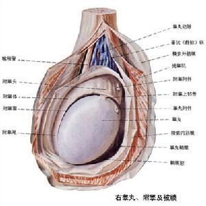 睾丸肿瘤